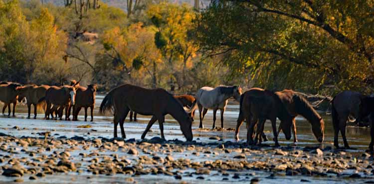 horses